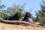 ROTTWEILER 041